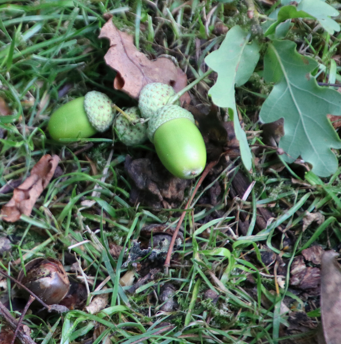 Green acorns on ground