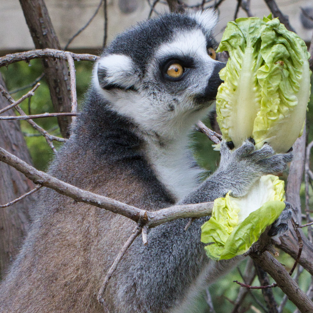 A meerkat enjoys a lettuce snack.