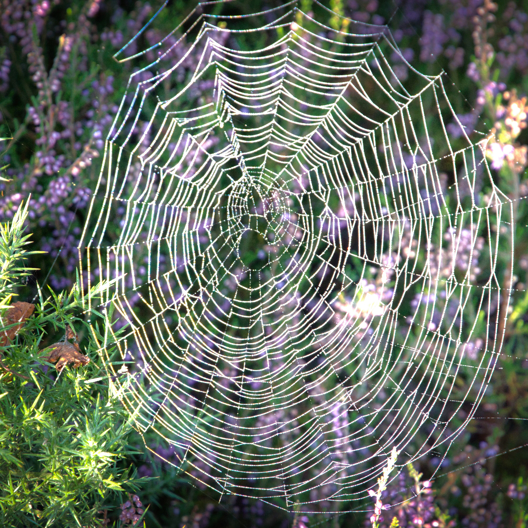 Spiders web On heathland