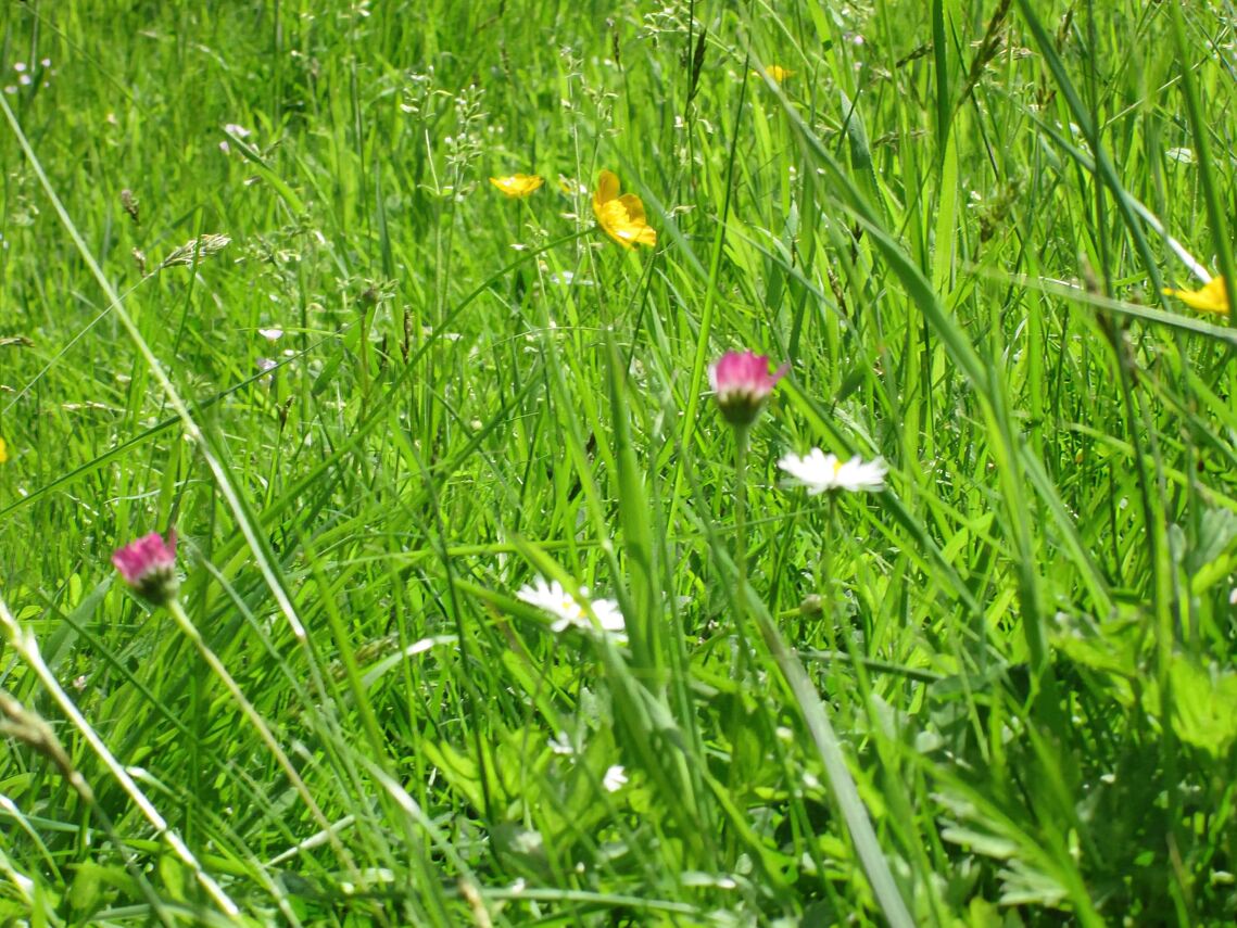 Wild Flowers & Butterfly, Devil's Punchbowl