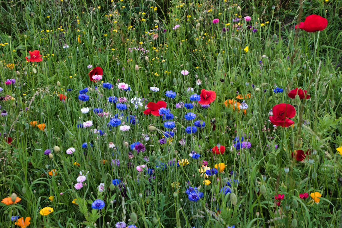 wildflowers in garden