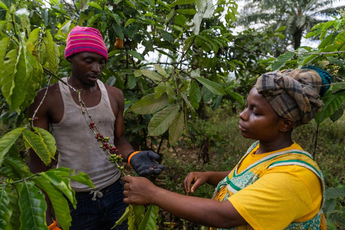 Workers in Kenya Select Coffee Beans