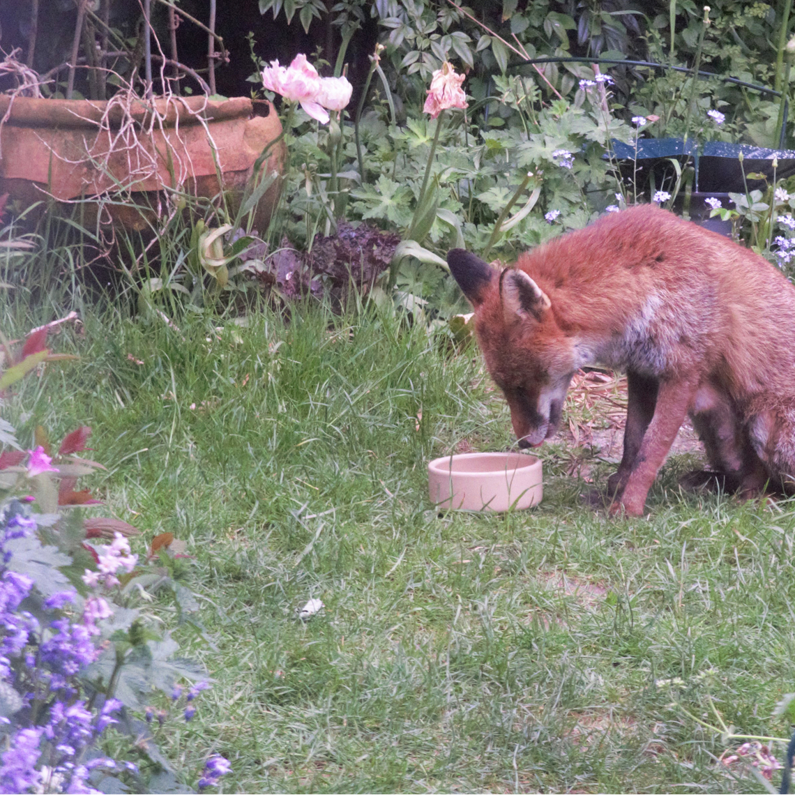 Fox In Garden Emptying Bird Food