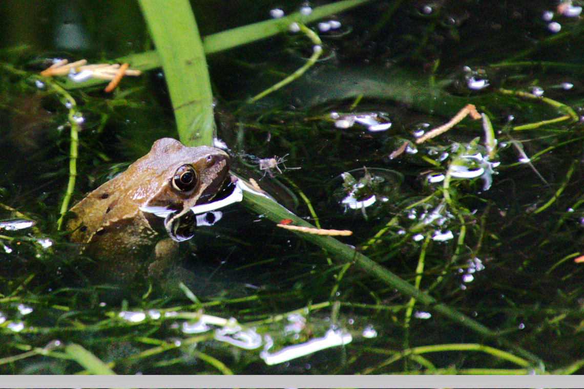 Frog Stalking Prey in Garden Pond