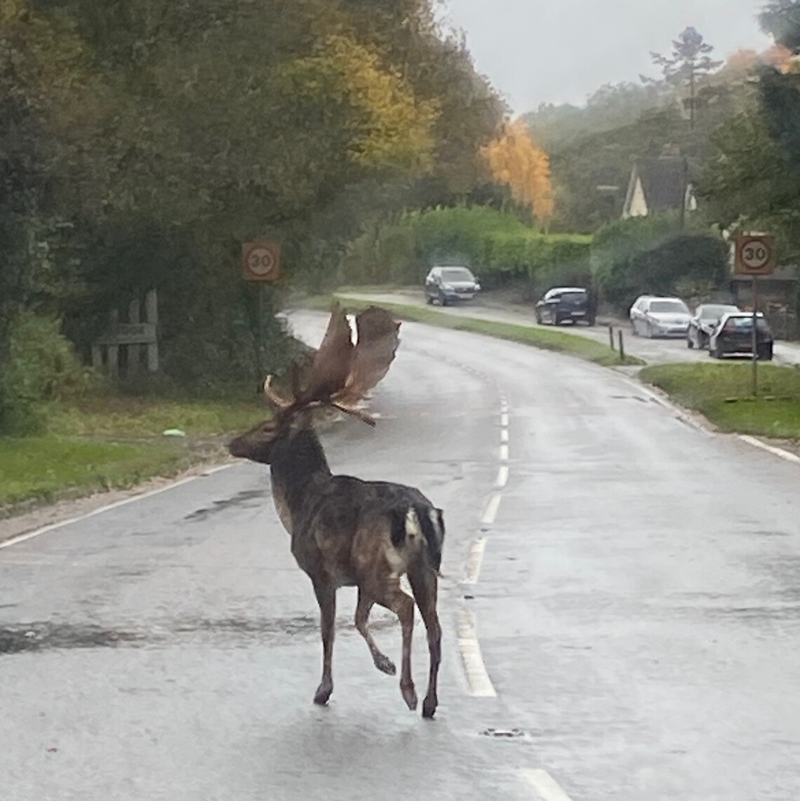 Stag Crossing Road in Brook