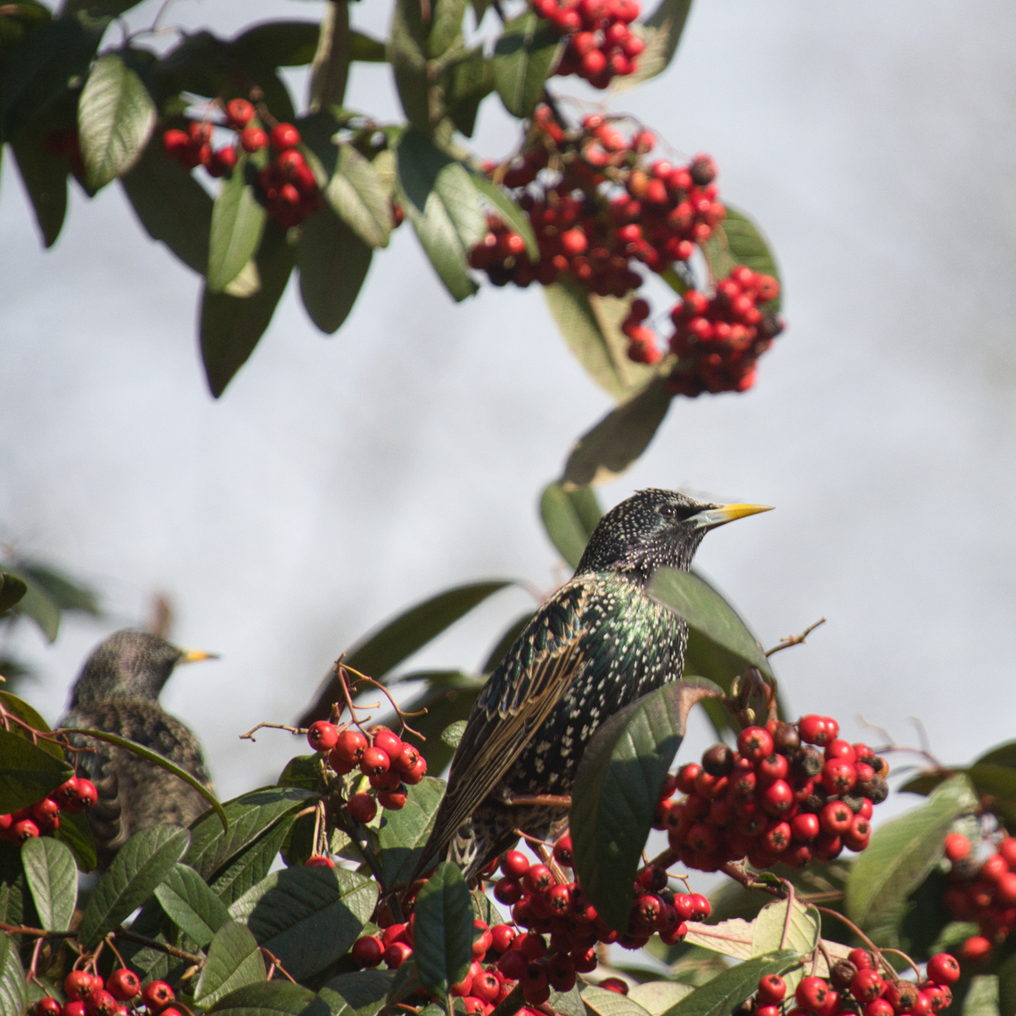 Starlings in Cotoneaster Covered in Berries
