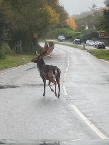 Stag Crossing Road, Brook